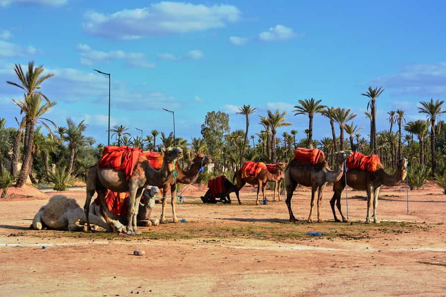 Marrakech: 2-Hour Quad Bike & Camel Ride in Palmeraie - Camel Ride Through Palmeraie, Slower, Calmer, and Photo-Friendly