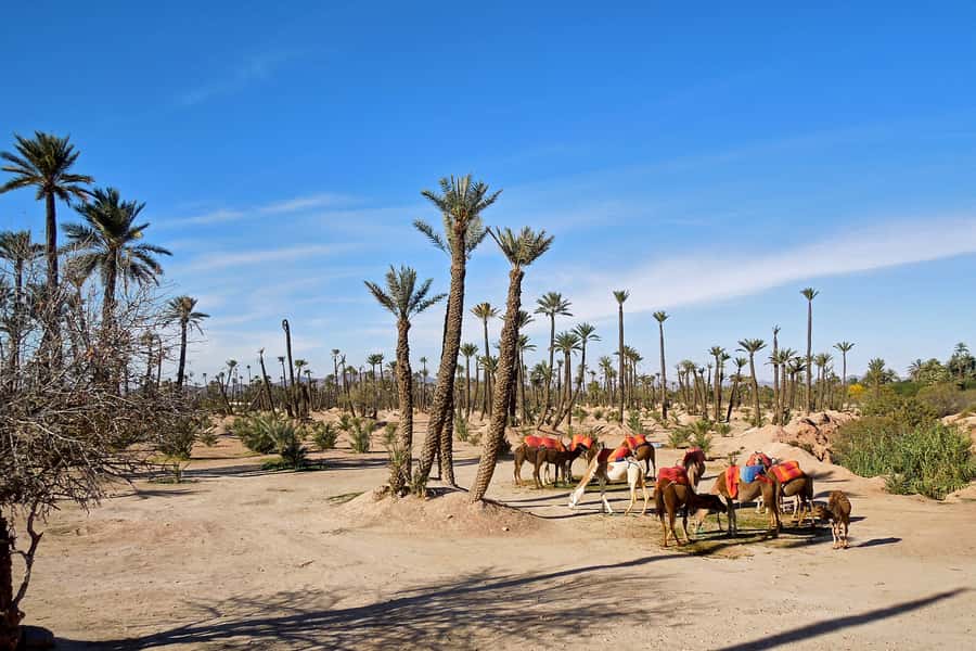 Marrakech: 2-Hour Quad Bike & Camel Ride in Palmeraie - Traditional Clothing, Riding Comfort, and What to Pack