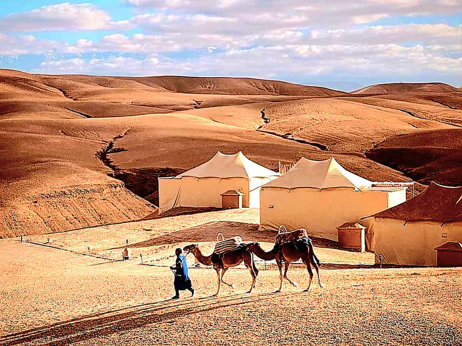 Marrakech Adventure: Agafay Desert Quad, Camel, Lunch - What $30 Buys You Here, and Why the Value Feels Fair