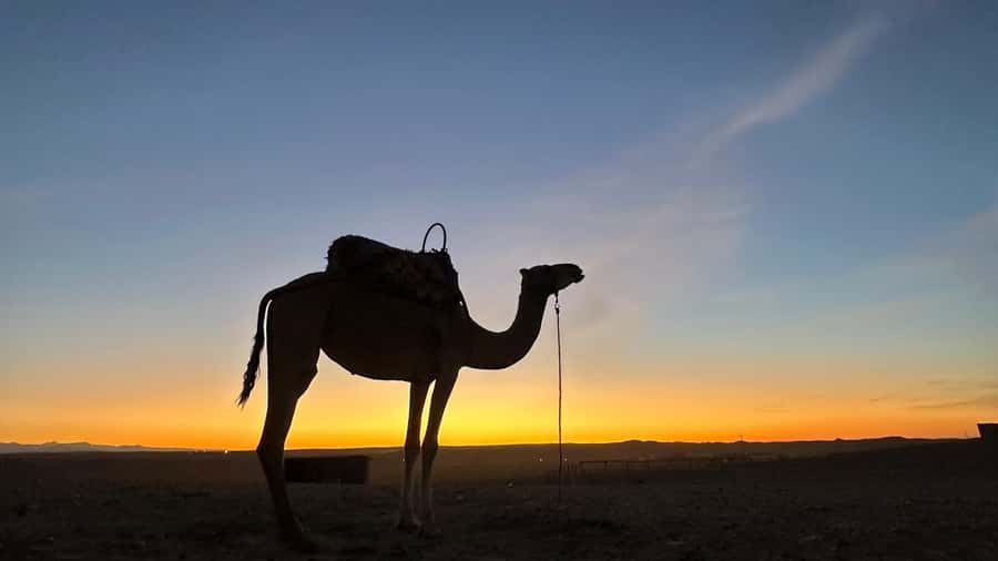 Marrakech: Agafay Desert: Camel ride Quad Bike, Dinner show - Live Berber Music, Dance, and the Fire Show Finale