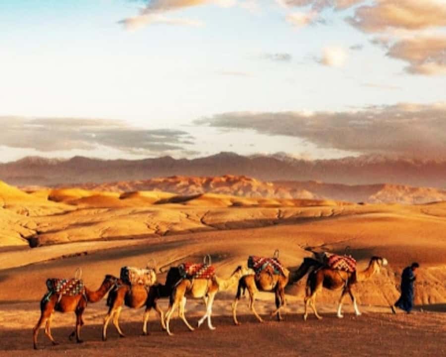 Marrakech: Agafay Desert Camel Rides, Dinner and Fire Show - Dinner under the stars, then Berber music and fire dancing