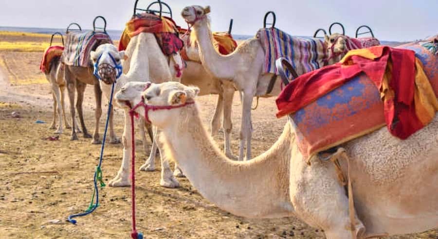 Marrakech: Agafay Desert Dinner, Camel Ride, & Show - The 20-Minute Camel Ride: What You Get, What to Bring, What to Expect