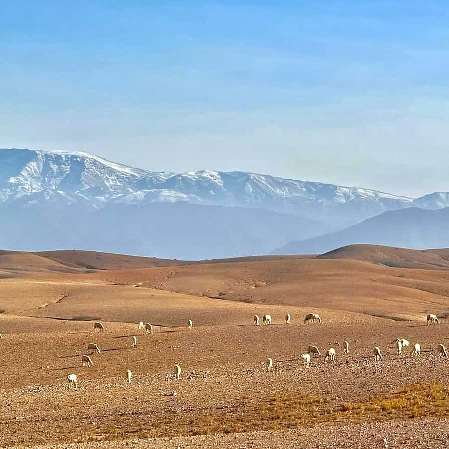 Marrakech: Agafay Desert Dinner, Camel Ride, & Show - Dinner Under the Desert Sky: Moroccan Food and Real Camp Energy