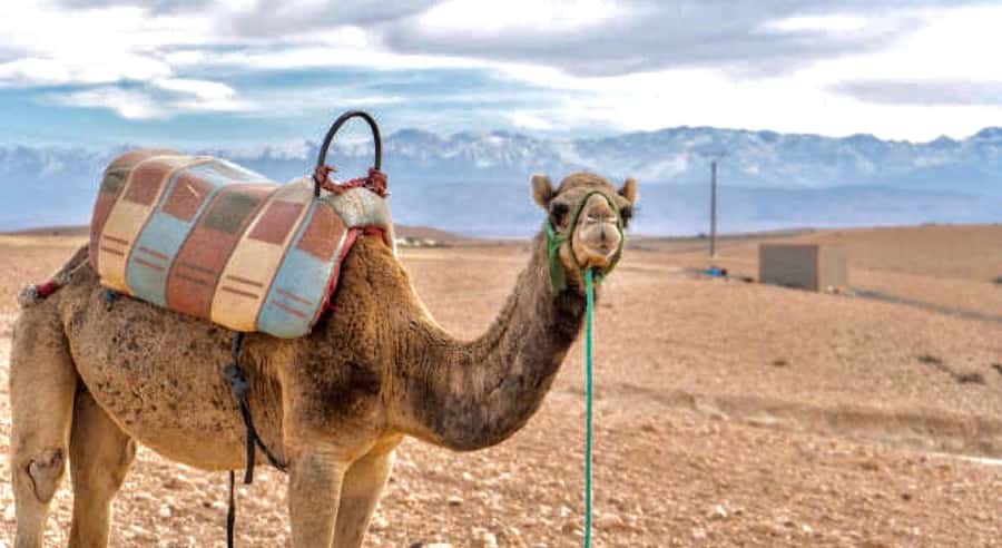 Marrakech: Agafay Desert Dinner, Camel Ride, & Show - Hotel Pickup, the Argan Oil Cooperative, and the “Easy Start” Factor