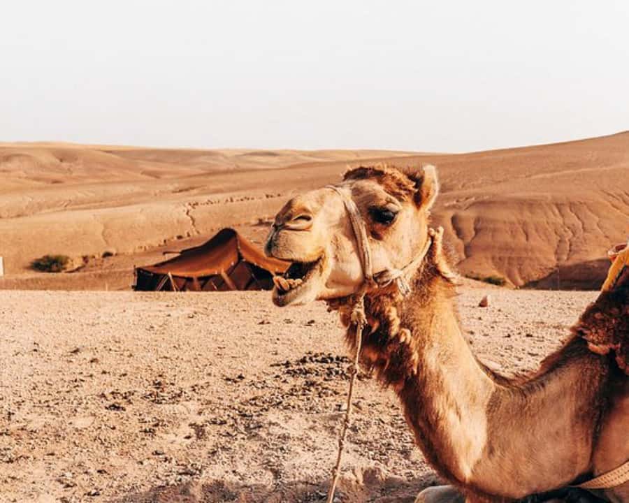 Marrakech: Agafay Desert, Lunch, Camel Ride, & Swimming Pool - Getting Out of Marrakech, Then Back Again