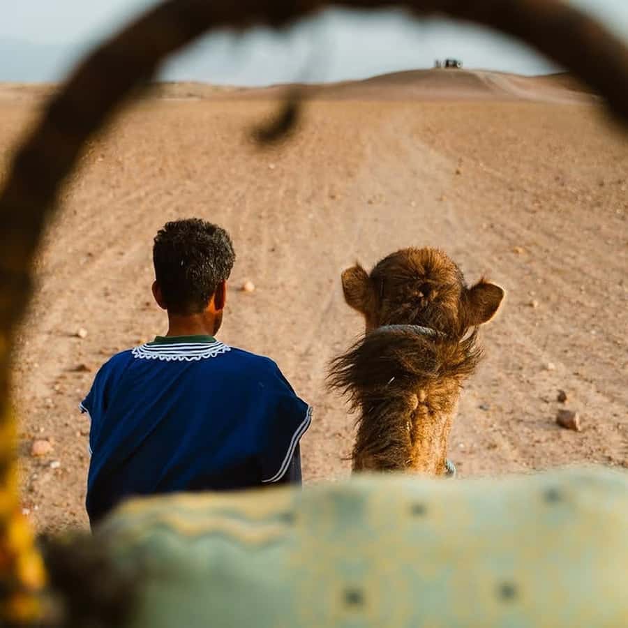 Marrakech: Agafay Desert Quad & Camel Rides Whit Dinner Show - Practical Tips That Make the Night Easier