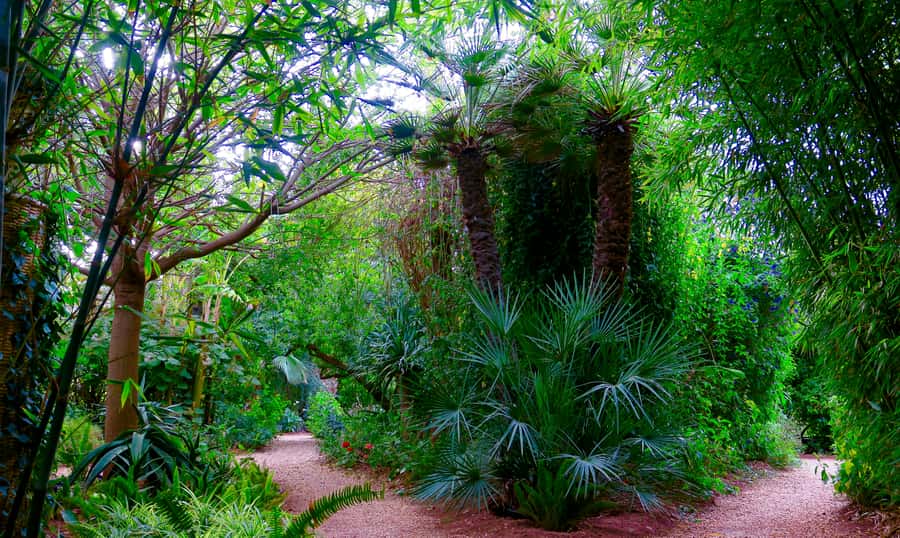 Marrakech: André Heller's ANIMA Garden Ticket - Atlas Mountain views that make the cafe break worth it