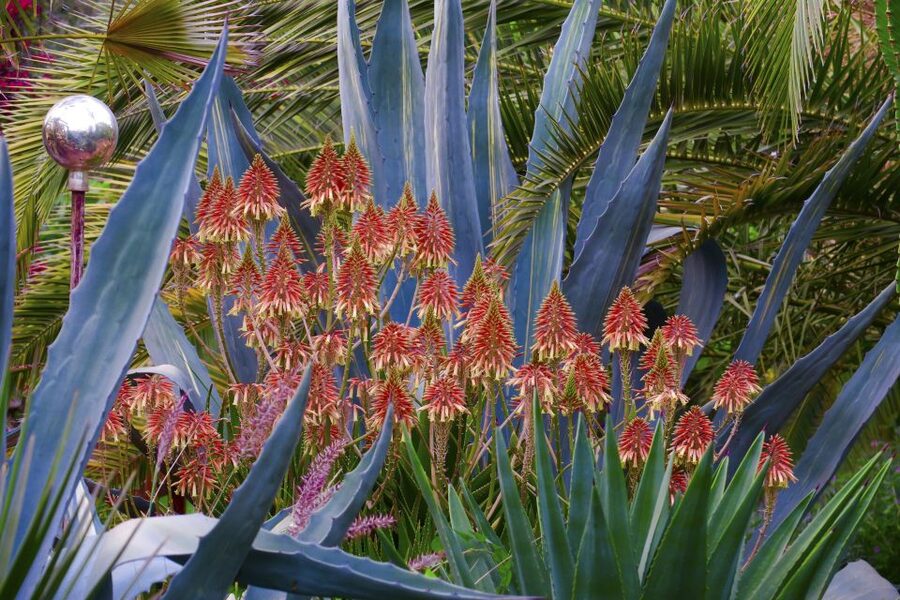 Marrakech: André Heller's ANIMA Garden Ticket - How long you need: timing that prevents the rush