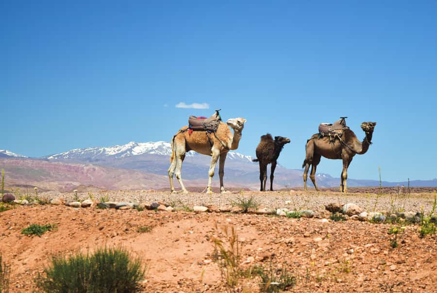 Marrakech: Atlas Mountains & Agafay Desert Tour w Camel Ride - Tahnaout stop: the argan co-operative you’ll actually remember