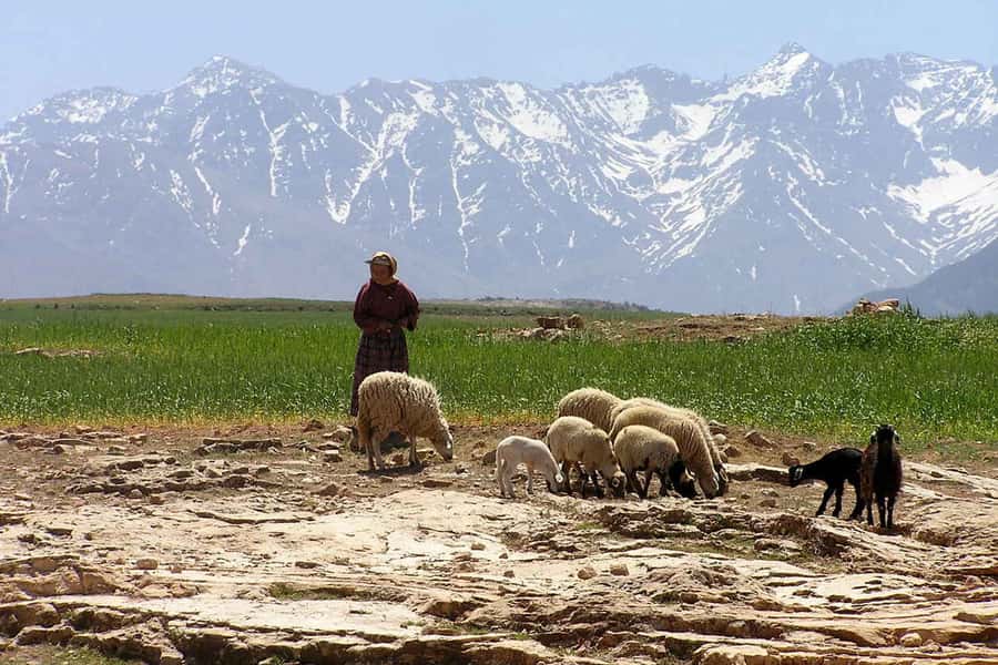 Marrakech: Atlas Mountains and Desert Safari with Lunch - Should You Book This Tour from Marrakech?