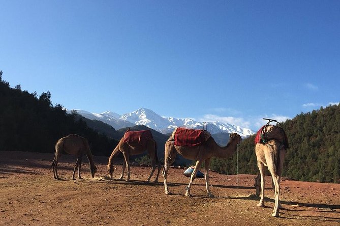 Marrakech: Atlas Mountains & Berber Villages Tour & Camel Ride - Camel Ride Through a Traditional Village: Fun, Short, and Worth It