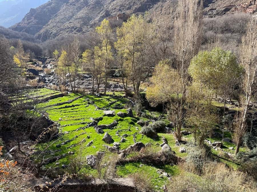 Marrakech: Atlas Mountains, Camel Ride, Waterfalls, & Lunch - Lunch in a Berber Home: Tajine, Couscous, and the Warmest Part of the Day