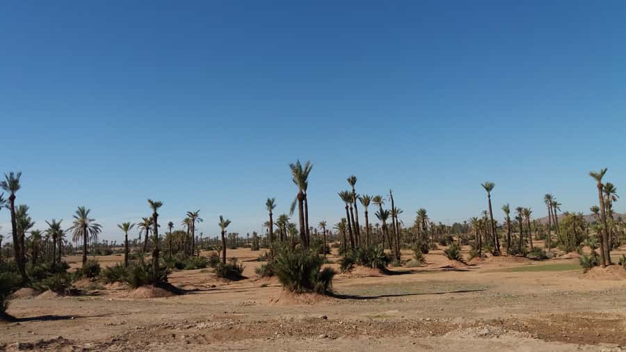 Marrakech: Buggy Experience at Palmeraie with Hotel Pickup - Key Things I’d Prioritize Before You Go