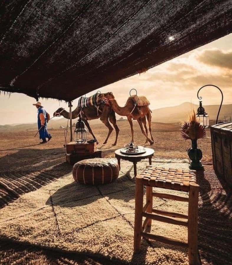 Marrakech: Camel & Quad Bike Tour with Sunset, Dinner & Show - Who should book this Agafay quad and camel tour