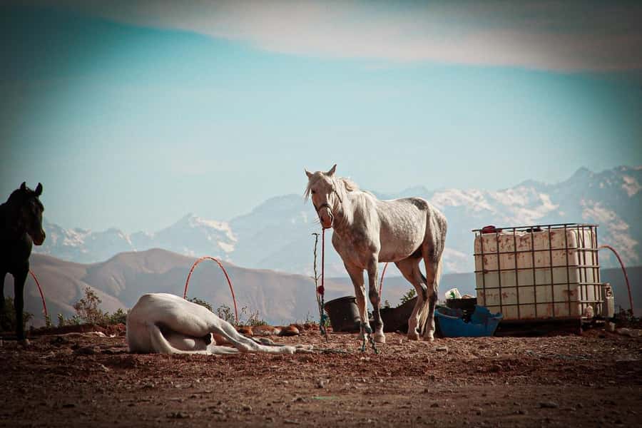Marrakech: Camel Ride, Dinner, Pool, and Fire Show in Agafay - Driving Out of Marrakech, Then Into Desert Quiet