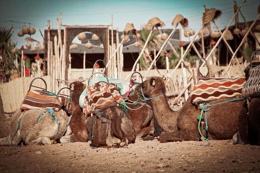 Marrakech: Camel Ride, Dinner, Pool, and Fire Show in Agafay - The Pool Stop That Makes the Evening Feel Balanced