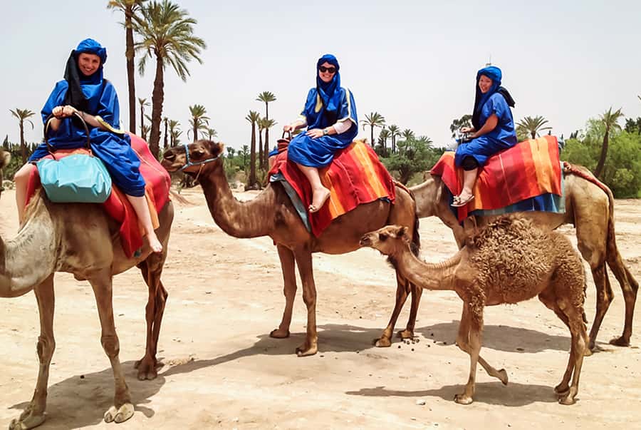 Marrakech: Camel Ride in the Oasis Palmeraie - Key highlights to know before you go