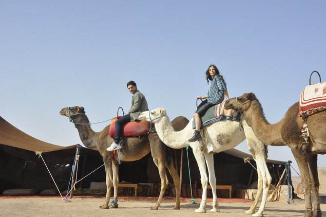 Marrakech: Camel Ride in the Palm Grove - One hour on camelback through the Palm Grove