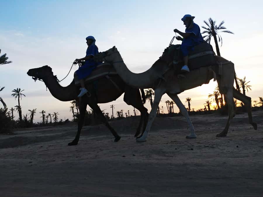 Marrakech Camel Ride in the Palmeraie Palm Grove - Palmeraie camel ride at sunset, what makes it feel Moroccan