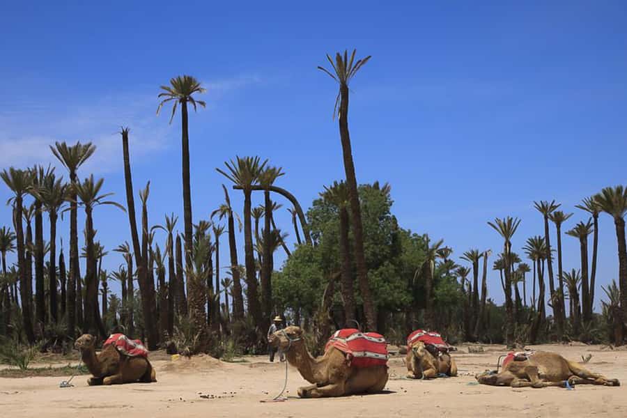 Marrakech: Camel Trek - Why a Marrakech camel trek in the Palmeraie feels different