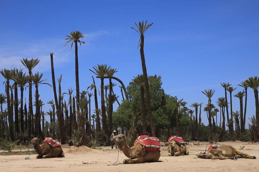Marrakech: Camel Trek - Practical tips so your ride feels smooth