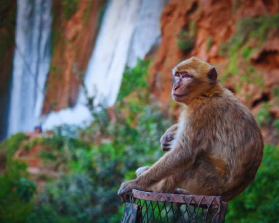 Marrakech: Day Tour to Ouzoud Waterfalls with Boat Trip - Berber Tagine in Front of the Water: Food That Fits the Mood