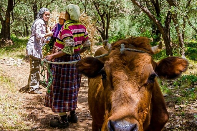 Marrakech: Day Trip to ourika valley & Atlas Mountains - Price and value: what $20.94 gets you in real terms