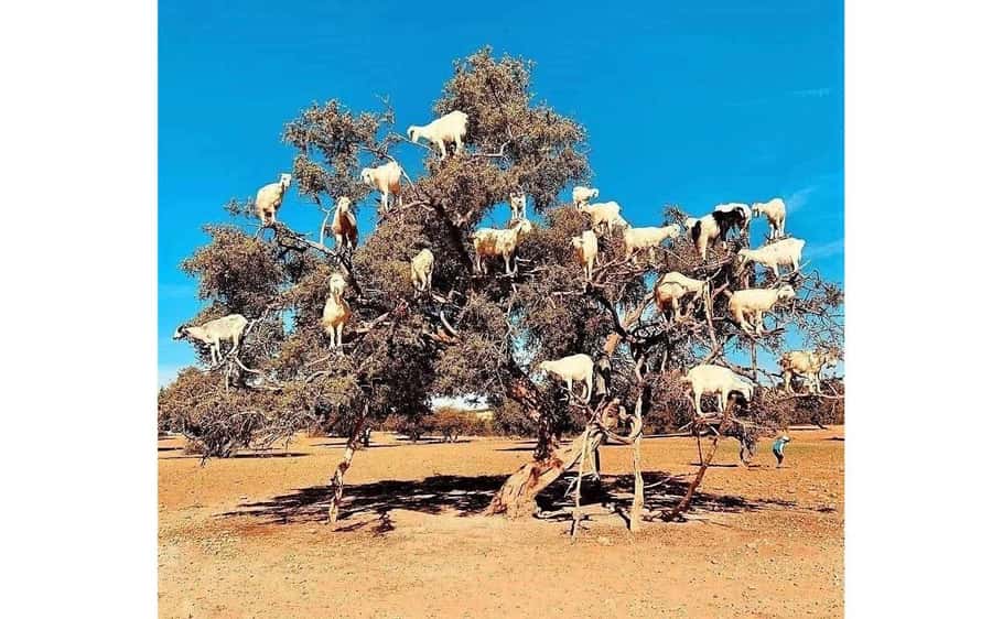 Marrakech: Day Trip to the Beautiful and Historic Essaouira - Why This Marrakech to Essaouira Day Trip Works