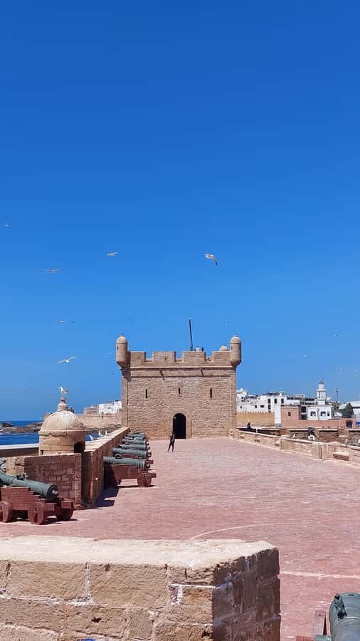 Marrakech: Day Trip to the Beautiful and Historic Essaouira - Port Time and Seafood Lunch: Eat Like a Local, Budget Like a Smart Traveler