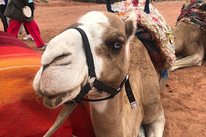 Marrakech: Desert Agafay & Atlas Mountains Day Trip & Camel Ride - Guide Quality Matters More Than You Think Here