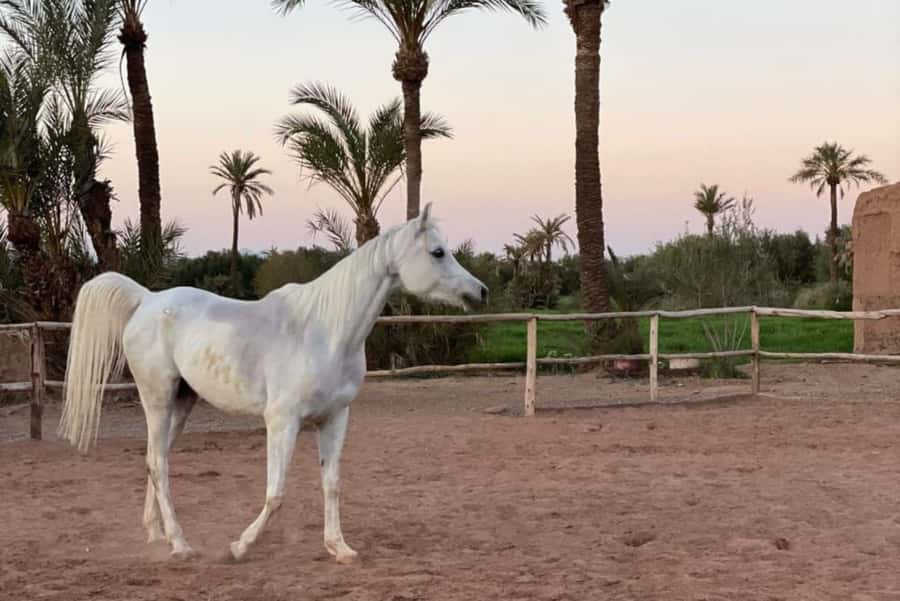 Marrakech: Desert and Palmeraie Horse Riding Tour & Transfer - From Marrakech hotels to an eco-lodge start point that actually feels peaceful
