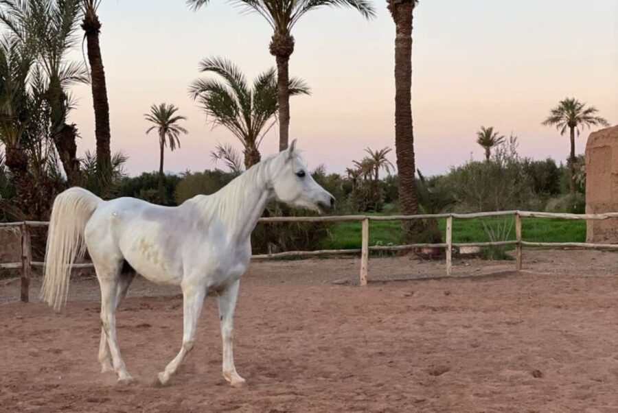 Marrakech: Desert and Palmeraie Horse Riding Tour & Transfer - Timing and the return van: how to keep the day from feeling rushed