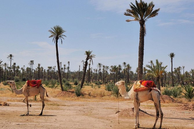Marrakech Desert Camel Ride - Stop 2 near Ouahat Sidi Brahim: The Palmeraie Ride and Camel Coaching