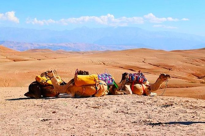 Marrakech Desert Quad and Camel ride, Lunch, and Poolside - Berber village exploring, souk time, and a home visit