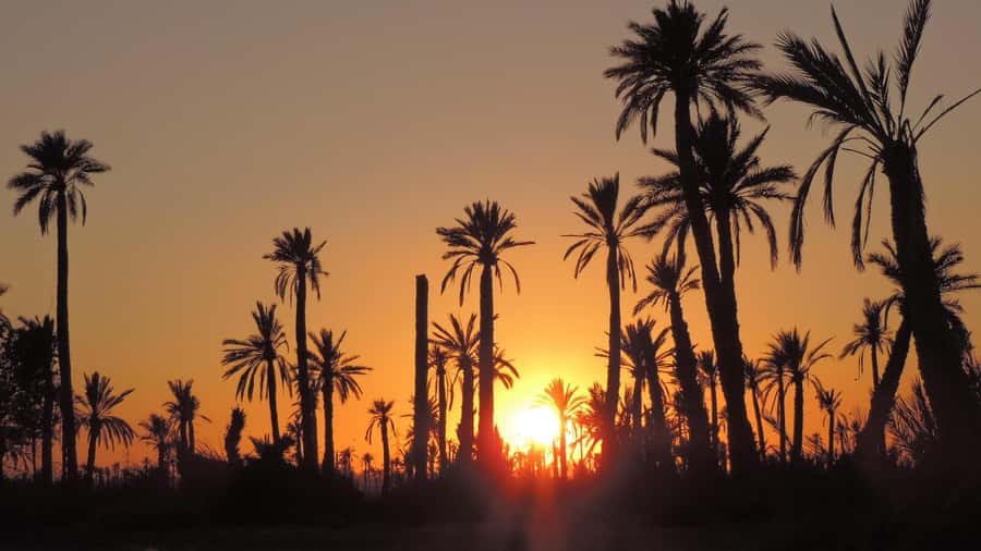 Marrakech: Dunes of the Palmeraie Quad Bike Ride with Tea - Beginner vs experienced groups, and why it makes the tour better