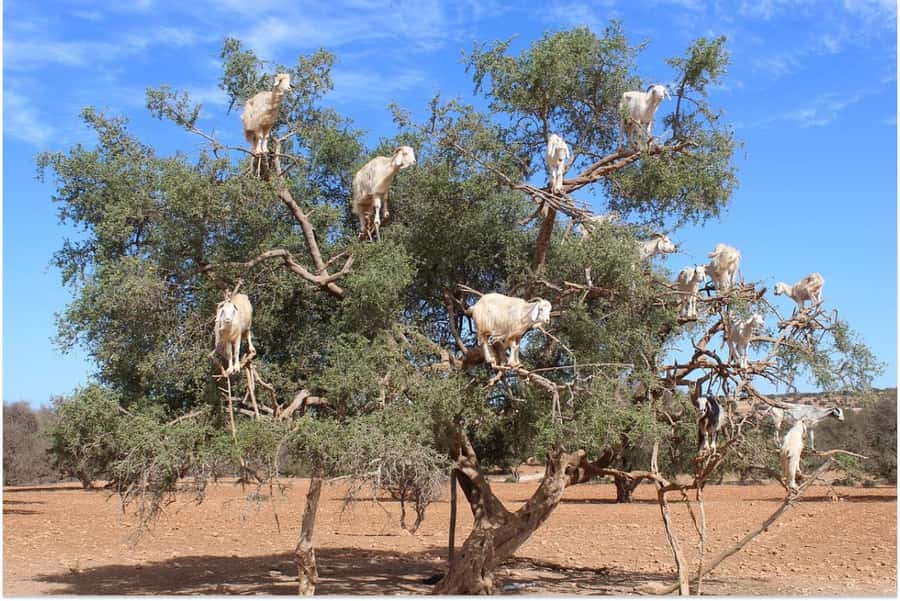 Marrakech: Essaouira Day Trip with Guided Tour - Argan Oil Cooperative: The Best Stop For Understanding What You’re Buying