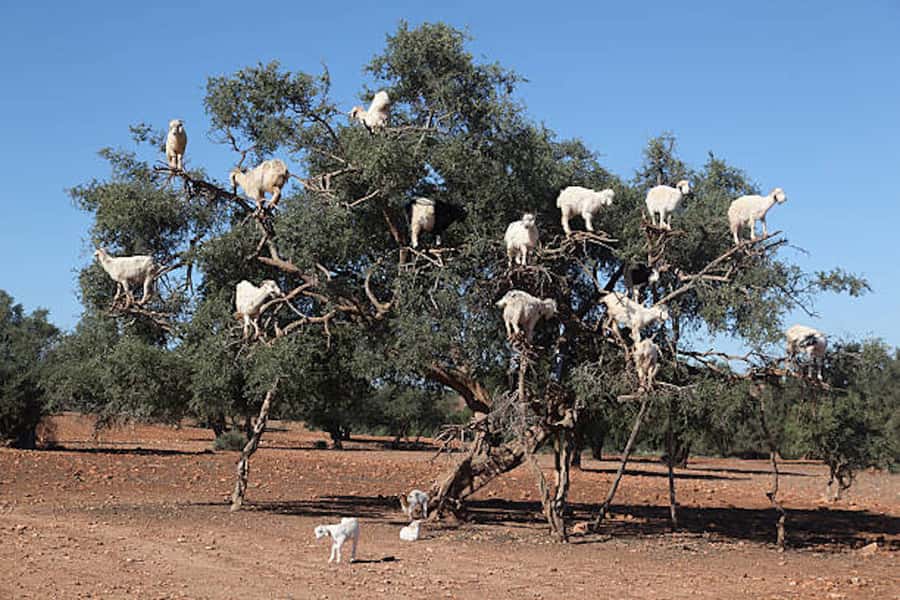 Marrakech: Essaouira Full-Day Trip - Price and Logistics: Does $20 Deliver Real Value?