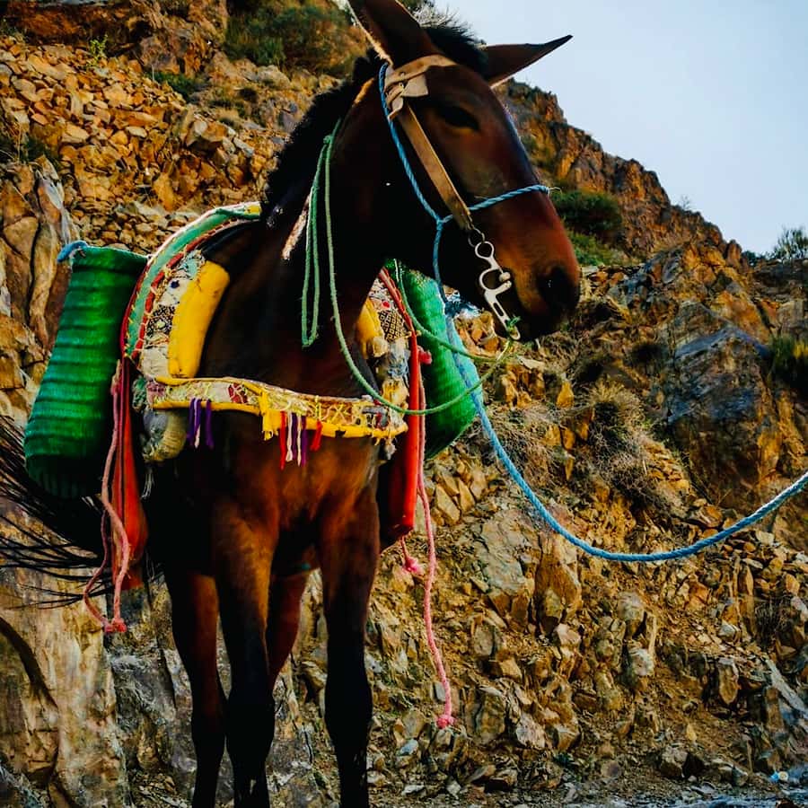 Marrakech: Guided 2-Day Trek to Imlil and Imnan Valleys - Who should book this Imlil and Imnane trek
