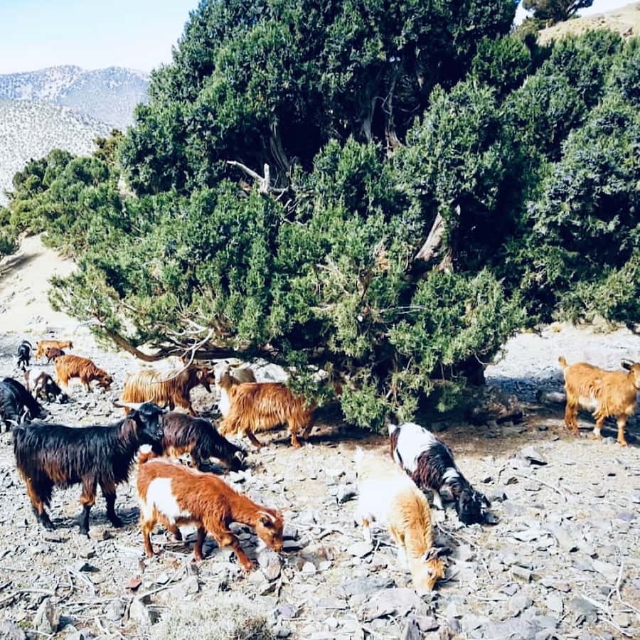 Marrakech: Guided 2-Day Trek to Imlil and Imnan Valleys - Guides that set the pace, not just the route