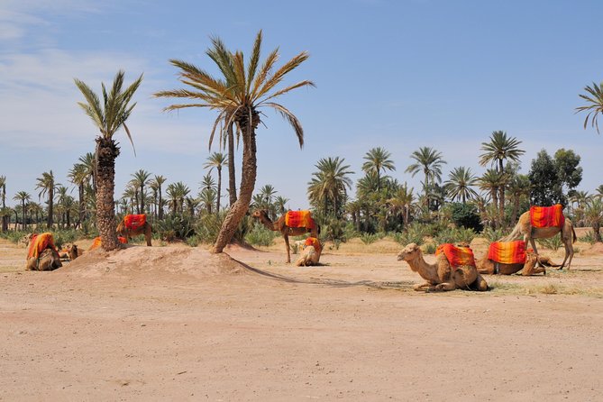 Marrakech: Half-Day Camel Ride in Palm Grove - Key things that make this camel ride worth it