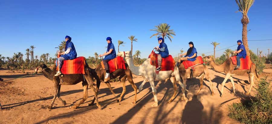 Marrakech: Half-Day Camel Ride in Palm Grove - Price and value: what $17 buys in the real world