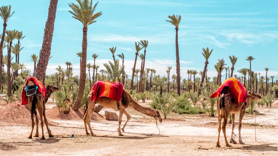 Marrakech: Half-Day Desert Quad Tour with Camel Ride - Leaving Marrakech for palms and blue sky in 4 hours
