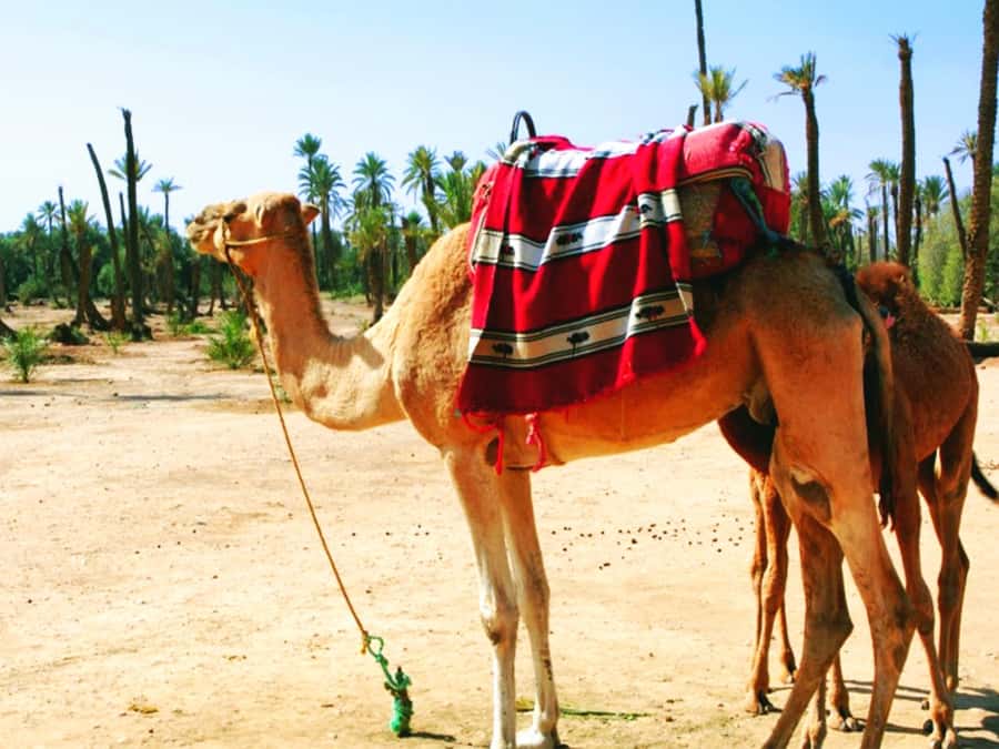Marrakech: Half-day Dunes Trip With Buggy and Camel Ride - Languages and guides, why communication smooths the whole day