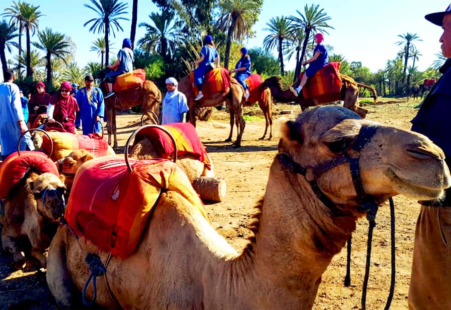 Marrakech: Half-Day Tour with Buggy Ride, Camel Ride and Spa - Who Should Book This Tour (and Who Might Skip It)