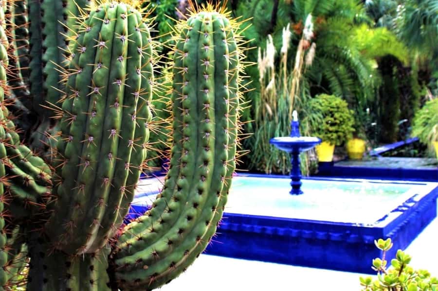 Marrakech: Majorelle Garden with a Digital Audio Guide App - What you will see: cacti, succulents, and the cobalt-blue look