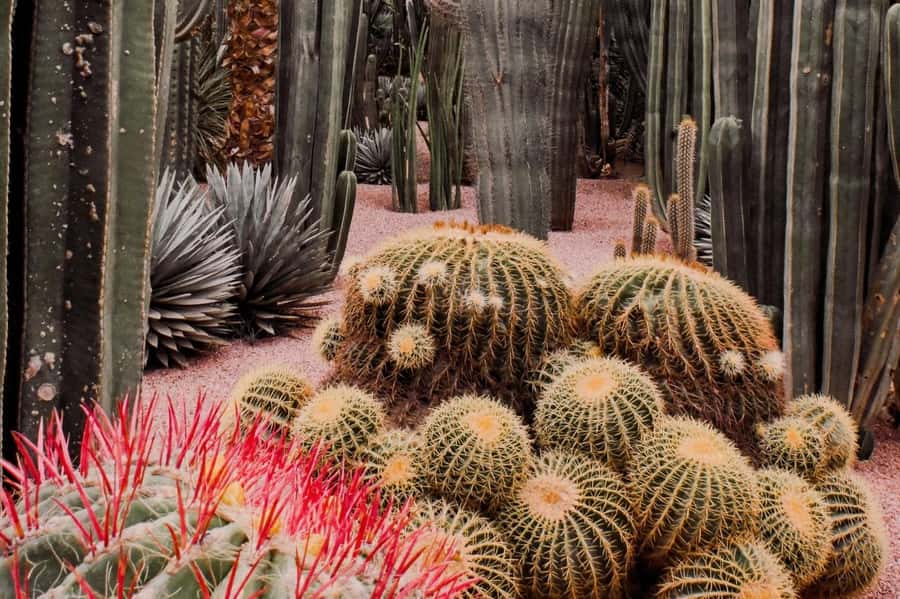 Marrakech: Majorelle Garden, YSL, and Berber Museum Entry - Price and Value: Is $58 a fair deal?