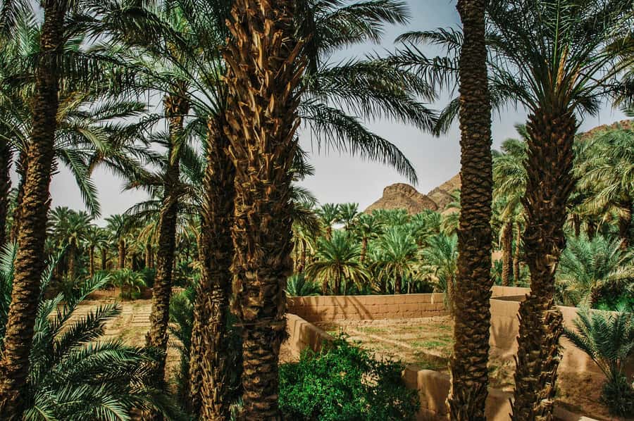Marrakech/Ouarzazate: 2-Day Desert with Camel, 4x4 & Meals - Optional Sunrise on Day Two: The Quiet Magic