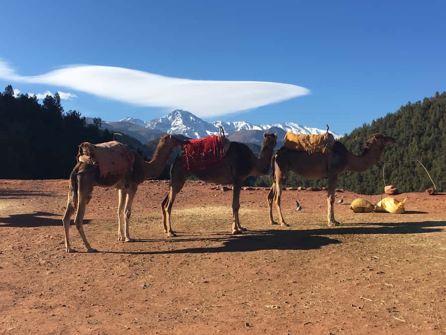 Marrakech: Ourika Valley & Atlas Mountains Half-Day Trip - River-side tea and free time in Ourika Valley