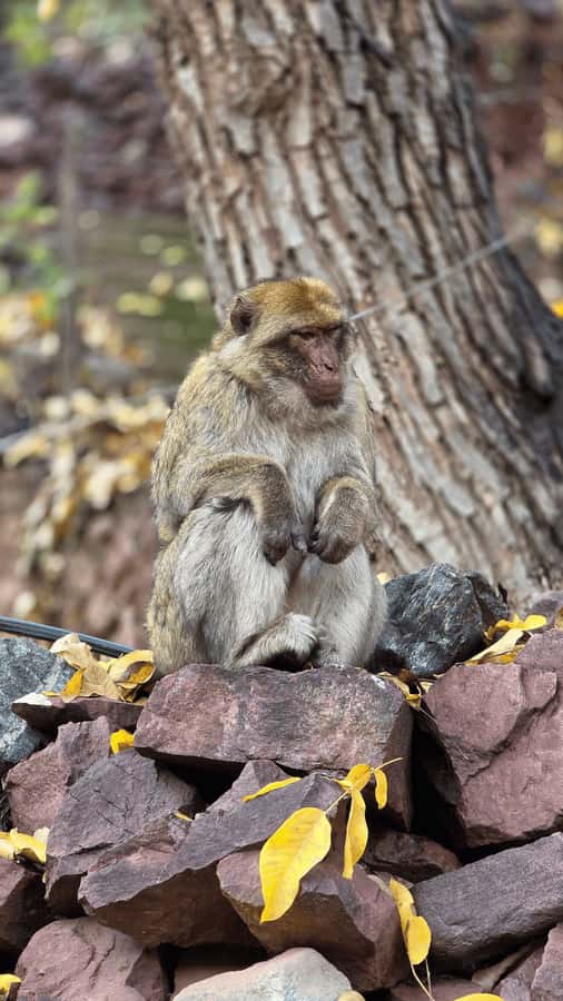 Marrakech: Ourika Valley Full-Day Atlas Mountain Guided Tour - Price and value: why $17 can still feel generous