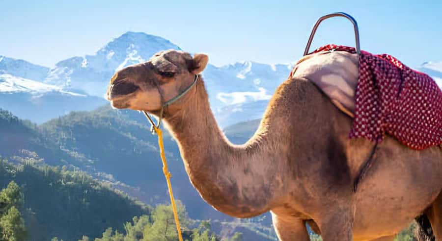 Marrakech: Ourika Valley Waterfalls Hike & Traditional Lunch - Key points to know before you go